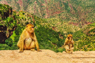 Monkeys